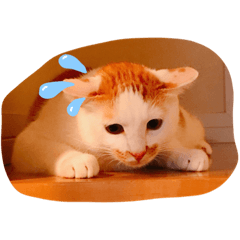 [LINEスタンプ] 我が猫にゃ
