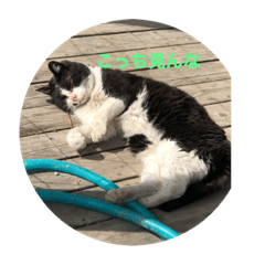 [LINEスタンプ] 猫のクロちゃん