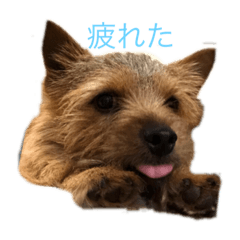 [LINEスタンプ] たいきちくん