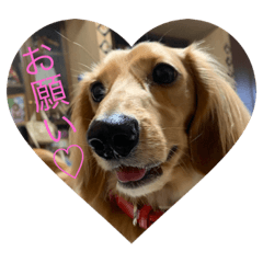 [LINEスタンプ] こはくです！