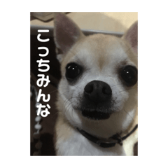 [LINEスタンプ] 我が家のルフィさん