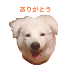 [LINEスタンプ] 役立つ「こはぷぅ」
