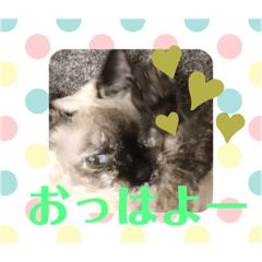 [LINEスタンプ] 使える！俺の猫ちゃん！
