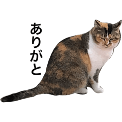 [LINEスタンプ] 野良猫ホイホイ