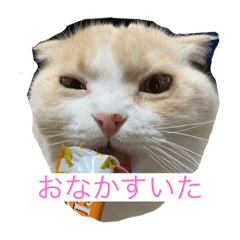 [LINEスタンプ] 愛猫みーちゃん