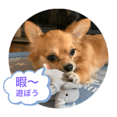 [LINEスタンプ] キキトンの日常