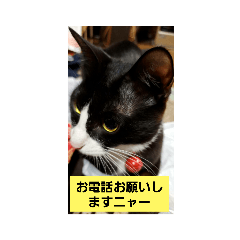 [LINEスタンプ] たまにゃ(=^ω^=)シリーズ