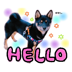 [LINEスタンプ] 黒柴まめたくん②