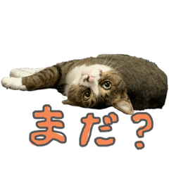 [LINEスタンプ] ぐみさんすたんぷ