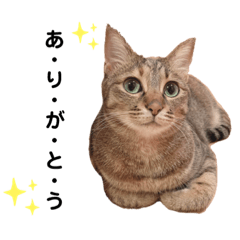 [LINEスタンプ] 我が家の愉快な猫。