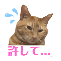 [LINEスタンプ] 使いやすい愛猫スタンプ