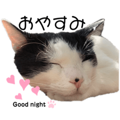 [LINEスタンプ] The feelings of COROSHACHO