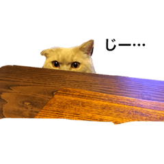 [LINEスタンプ] 猫スタンプVer．1