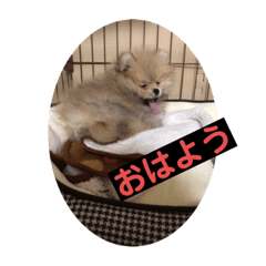 [LINEスタンプ] 子犬 ポメラニアン
