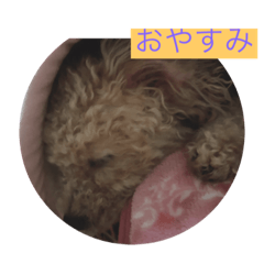 [LINEスタンプ] といぷーどるすたんぷ