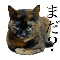 [LINEスタンプ] 猫で伝えたい感情