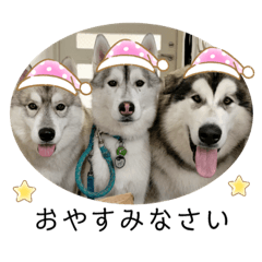 [LINEスタンプ] husky ＆malamute 三兄弟