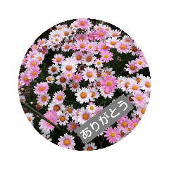 [LINEスタンプ] お花の写真でご挨拶