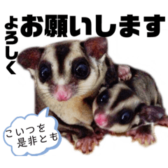 [LINEスタンプ] Happy フクロモモンガ