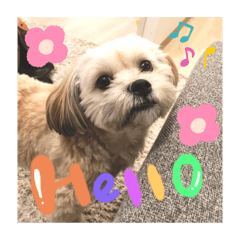 [LINEスタンプ] 毎日えるちゃん❸