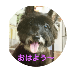 [LINEスタンプ] いぬのシンバ