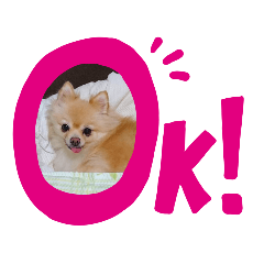 [LINEスタンプ] ポメラニアン-さくら-