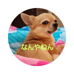 [LINEスタンプ] チワワ スカル