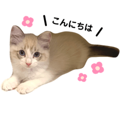 [LINEスタンプ] ラグドールくん