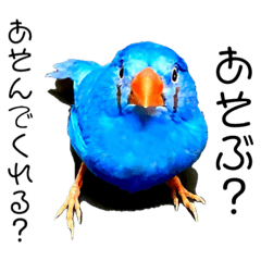 [LINEスタンプ] キンカ族『お嬢』