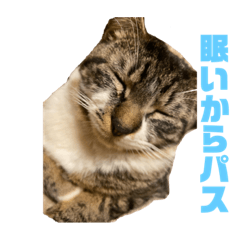 [LINEスタンプ] うちのねこちゃんさん
