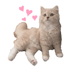 [LINEスタンプ] ジルちゃんのスタンプ