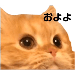 [LINEスタンプ] けつこ