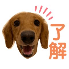 [LINEスタンプ] ちゃぴこみんぐのスタンプ