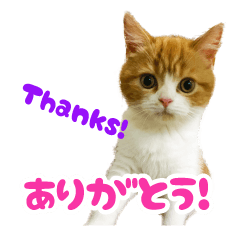 [LINEスタンプ] スコティッシュフォールド こまめワールド