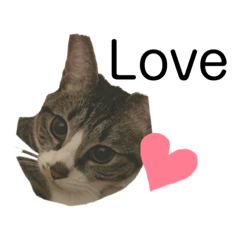 [LINEスタンプ] ぽたぽたぽたっぺ^._.^猫