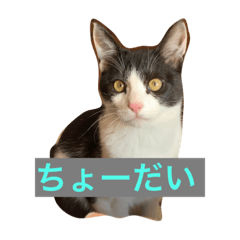 [LINEスタンプ] マメ fuka