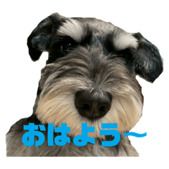 [LINEスタンプ] ミニチュアシュナウザーLiberty