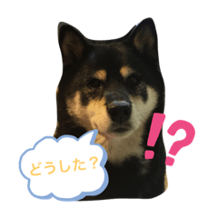 Pペット