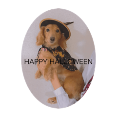 [LINEスタンプ] やまおの愛犬キャンディちゃん