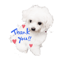 [LINEスタンプ] 犬の可愛い世界