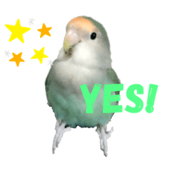 [LINEスタンプ] コザクラインコのピピちゃん