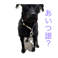 [LINEスタンプ] 俺のイッヌですが。