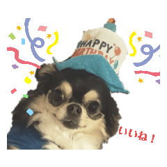 [LINEスタンプ] 今日も今日とてチワワーず