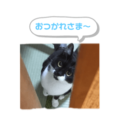 [LINEスタンプ] 私の大事なペット達