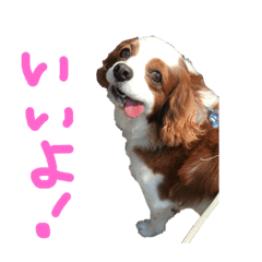 [LINEスタンプ] インドアキャバリア⭐︎キングくん