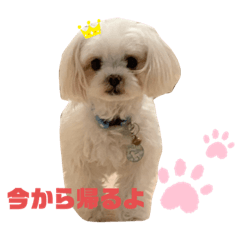 [LINEスタンプ] まゆてやんのスタンプ