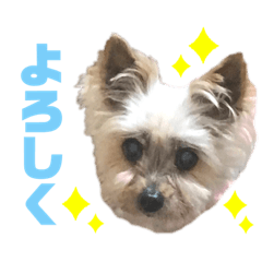[LINEスタンプ] キララスタンプ②