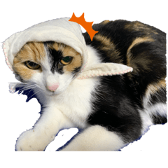 [LINEスタンプ] うちの猫野郎