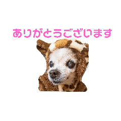 [LINEスタンプ] チワワのすもこねえさん3