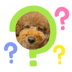 [LINEスタンプ] かずくま
